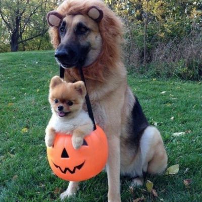 ¡Perros en Halloween!