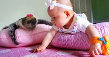 Sloth And Baby Friends