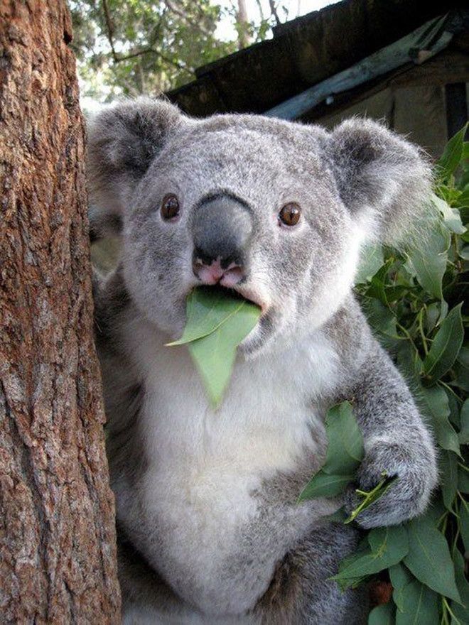 animales-asombrados-koala.jpg