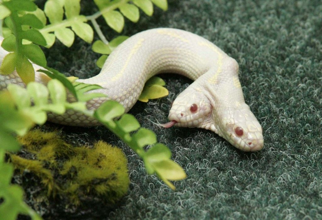 A rare two-headed snake explores its surroundings in a private zoo in the Crimean town of Yalta