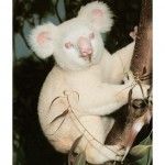 Koala albino
