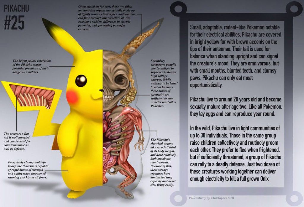 pikachu_anatomy__pokedex_entry_by_christopher_stoll-d9jp8j2