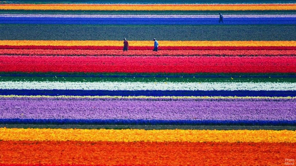 campo-de-tulipanes