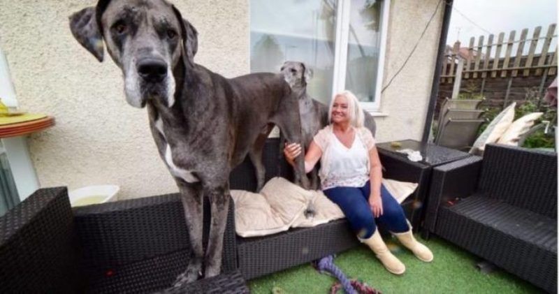 Freddy, el perro más grande del mundo - El Gancho