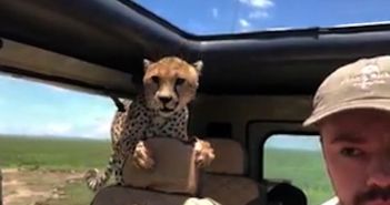 el-guepardo-que-se-cuela-en-el-coche