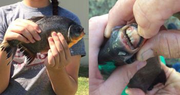 El pez con dientes humanos