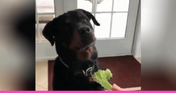 perro no le gusta la verdura
