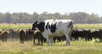 vaca-gigante-australia-knickers